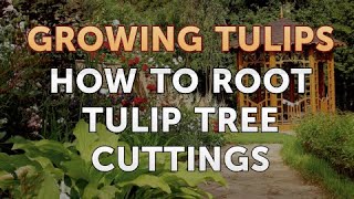 How to Root Tulip Tree Cuttings [upl. by Douville]