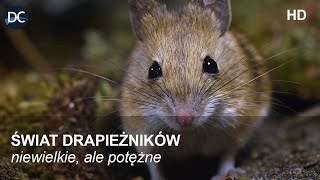 Niewielkie ale potężne  Świat drapieżników  Film przyrodniczy lektor pl  Film dokumentalny [upl. by Fiora]