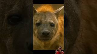 Musuh bebuyutan predator alam liar animals wildlife hyena satwaliar wildanimals shorts [upl. by Telfer]