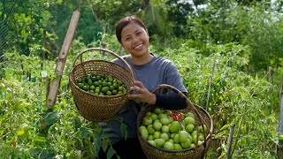 VLOG Farm Harvest at Sindangan Zamboanga Del Norte  Indai Allyn [upl. by Aikin]