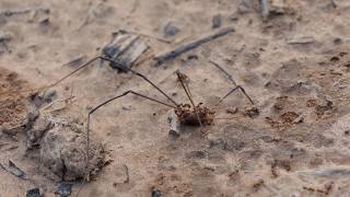 Fire Ants swarm Harvestman on its last legs feat Tiger Beetle [upl. by Wei]