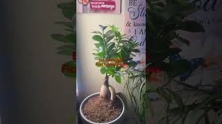 Easy Houseplant Ficus Ginseng Bonsai [upl. by Elvyn]