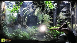 I Found a Surprising Lizard Born in My Giant Rainforest Vivarium [upl. by Lamar631]