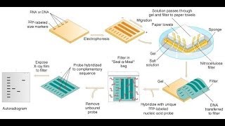 Southern blot protocol [upl. by Anitsirhk]