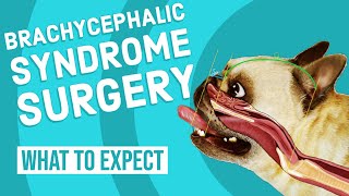 Brachycephalic Syndrome Surgery  What to Expect [upl. by Linet293]