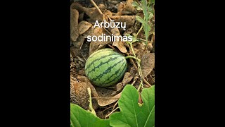 Arbūzų sodinimas [upl. by Heathcote203]