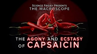 The Agony and Ecstasy of Capsaicin [upl. by Neomah787]