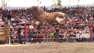 RAYITO DE LA TENENCIA  21 TOROS DE RANCHO LOS DESTRUCTORES DE MEMO OCAMPO EN COPÁNDARO  JARIPEO [upl. by Ashlen]