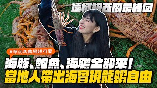 【遠征紐西蘭ep8】南島心得總結與推薦！跟當地人出海抓龍蝦吃到會怕！ [upl. by Noli]