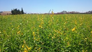 Crescent Sunn Crotalaria juncea [upl. by Einalam]