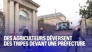 Des agriculteurs en colère déversent des tripes et du lisier devant la préfecture dAgen [upl. by Favien]