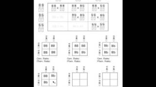 Basic Genetics Part 2 [upl. by Radbourne]