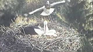 Vetschau Storch Nestbau Aktivitäten 20110416avi [upl. by Paterson]