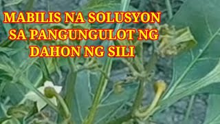 MABILIS NA SOLUSYON SA PANGUNGULOT NG DAHON NG SILI [upl. by Sneed]