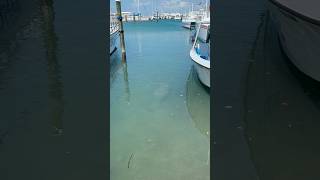 Manatee sighting in the Florida keys manatee floridakeys florida [upl. by Fitalludba]