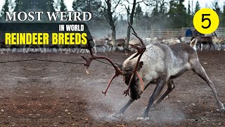 Most Weird Reindeer Breeds In The World  Wild Whim [upl. by Tartan]