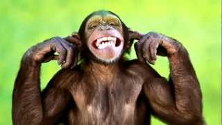 Monkey amp Chimpanzee Sounds and Pictures  Learn The Sound A Chimpanzees and Monkeys make [upl. by Handy464]