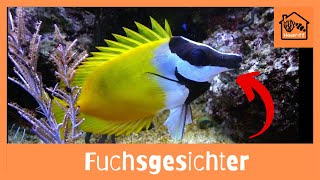 Wie halte ich Fuchsgesichter im Meerwasseraquarium [upl. by Omik]