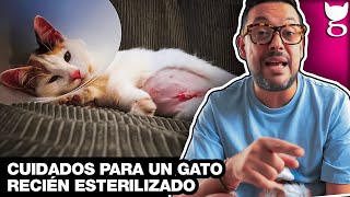 CÓMO CUIDAR UN GATO RECIÉN ESTERILIZADO 😺 LA GATERÍA TV [upl. by Hasen]