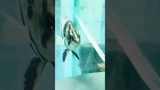 Datnioides microlepisIndonesian Tigeraquarium fishtank viralvideo [upl. by Yllehs561]