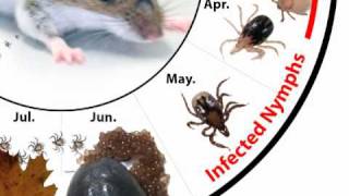 How Do Deer Ticks Become Infected With Lyme Disease [upl. by Tap]