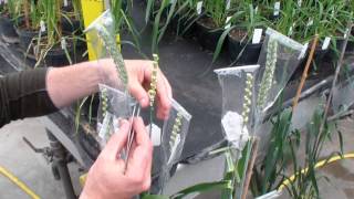 GRU Information Resource 3 Guide to how to pollinate wheat floretswmv [upl. by Ina826]