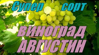 Августин  Самый беспроблемный виноград  Болгарский сорт винограда Плевен Устойчивый [upl. by Candide]