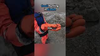 Fossil hunting in Alaska [upl. by Poll]