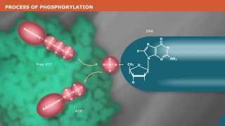 The Mechanism of DNA Phosphorylation [upl. by Chemarin]