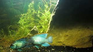 Adult Pair of Electric Blue Acara Cichlids 123023 [upl. by Oizirbaf]