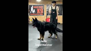 Jada Jagermeister germanshepherd childprotection protectiondog securitydog traineddogs [upl. by Magbie370]