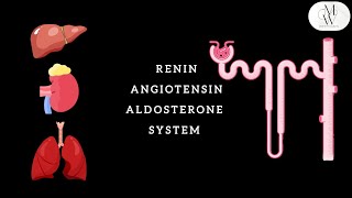 RENIN ANGIOTENSIN ALDOSTERONE SYSTEM RAAS [upl. by Leumel]