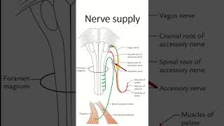 Sternocleidomastoid youtubeshort anatomy [upl. by Lelia656]