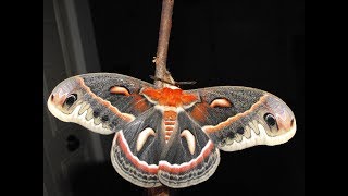 Complete Metamorphosis A Cecropia Moth Life Cycle [upl. by Alleinnad]