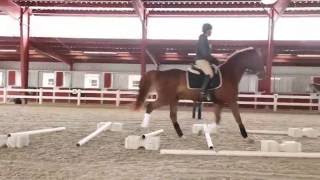 Cavaletti Training for the Dressage Horse [upl. by Leoj535]