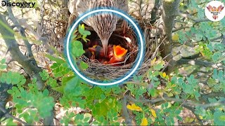 Babbler seat on babies after feeding babbler care Small babies DiscoveryBirds [upl. by Crockett]