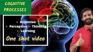 Psychology Class 12 Chapter 4  Cognitive Processes Attention Perception Memory Learning Thinking [upl. by Sixele563]