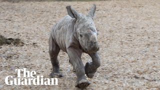 Baby southern white rhino born at Melbournes Werribee zoo [upl. by Anavlis]