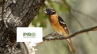 Black Headed Grosbeak Bird Sound Bird Call for Pro Hunters [upl. by Leihcey]