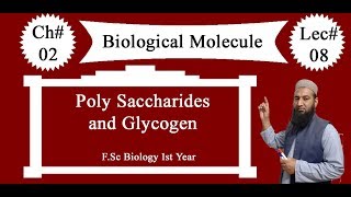 Biology Ch02Lecture08 Polysaccharides and Glycogen FSc 1st Year [upl. by Woodford]