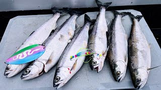 Catching Kokanee Limits at a Washington State Lake [upl. by Ynottirb]