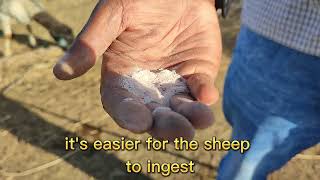 Sheep nutrition What we Feed Our Dorpers [upl. by Airdna]