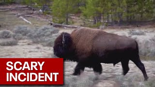 Woman gored by bison at Yellowstone National Park [upl. by Halbeib]