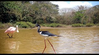 Blacknecked Stilt  Tico Times [upl. by Ymmij]