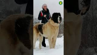 Alabai  Strongest Dog Breed in The WORLD 36100 Pawsomedogs [upl. by Olzsal]