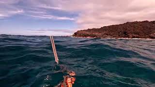 Spearfishing the Shallows  Hunting for Dinner with My Evolve 3prong  Big Island of Hawaii [upl. by Yllime]