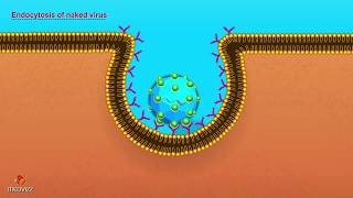 Entry of Virus into Host Cell  Microbiology Animations [upl. by Droffats189]