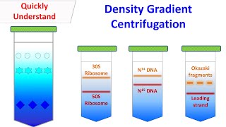 Density gradient centrifugation [upl. by Eiramaneet814]