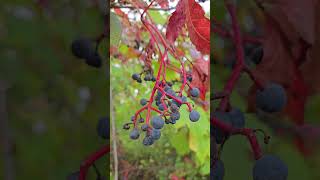 Virginia Creeper Fruits in Autumn naturelovers nature botany plants [upl. by Mikel]