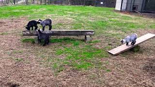 Baby Pygmy Goats playing goat cute babygoats animals [upl. by Marcile]